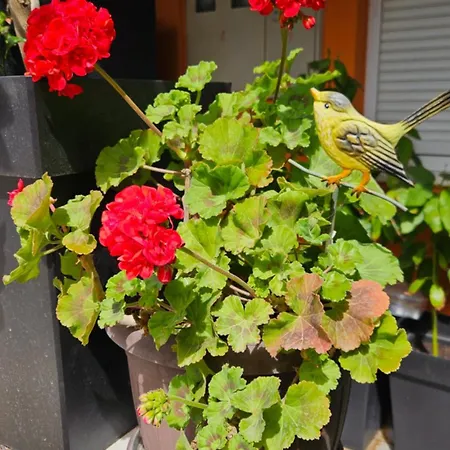 Lägenhet Mexicana Blue