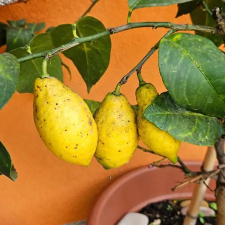 Apartman Mexicana Blue *