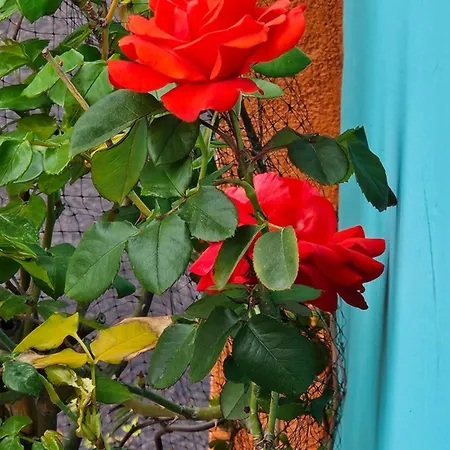 Mexicana Blue *