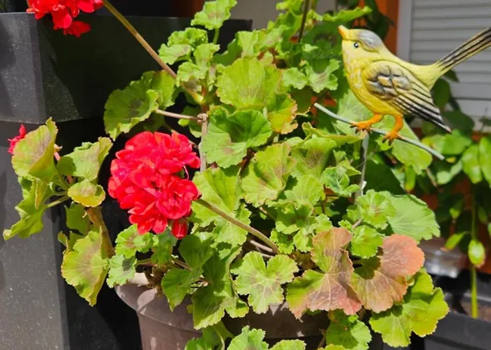 아파트 Mexicana Blue