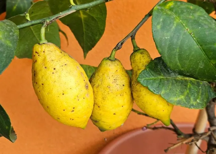 Appartement Mexicana Blue *