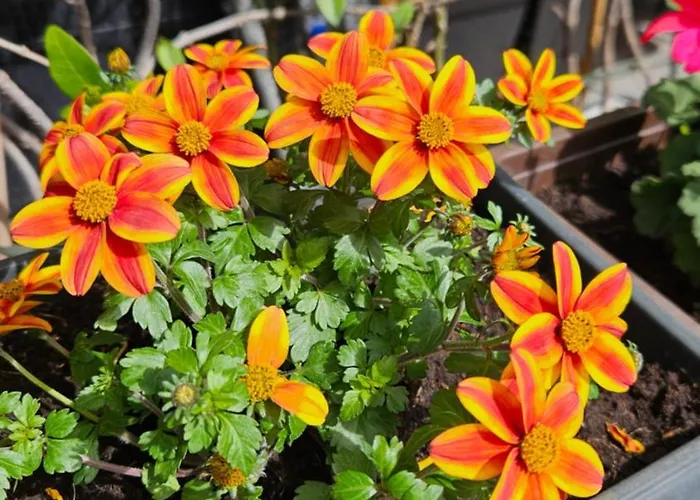 Mexicana Blue * 자다르